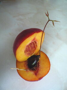 Персик и пророст